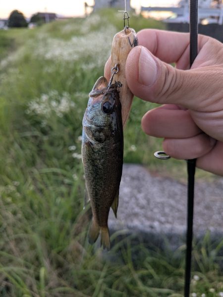 お手軽家前fishing！