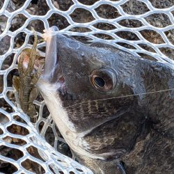 広島チニング　スモーキンダッドの日