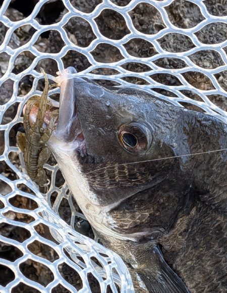 広島チニング　スモーキンダッドの日