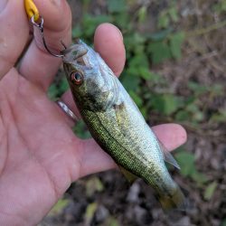 家前fishing！スプーンで楽しむの巻