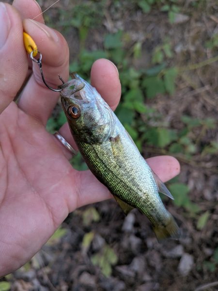 家前fishing！スプーンで楽しむの巻