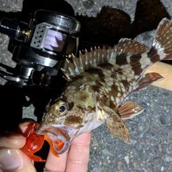 近所でデカマダイ含む4目達成!