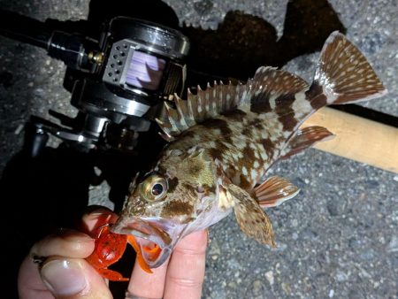 近所でデカマダイ含む4目達成!