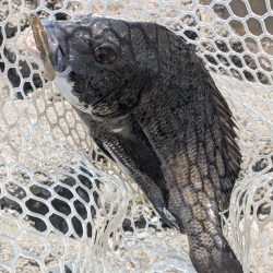 真夏の広島チニング