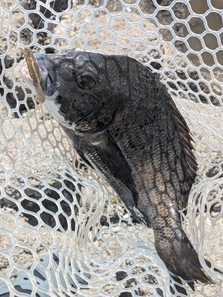 真夏の広島チニング