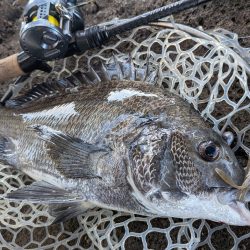 激暑×激ムズ 自作ペンシルで広島チニング