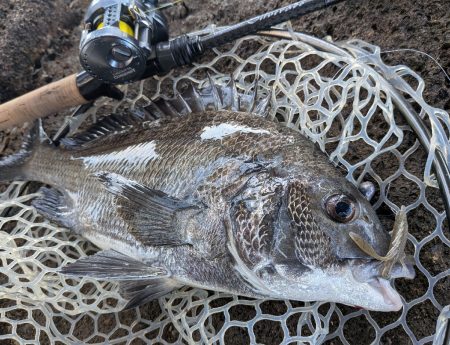 激暑×激ムズ 自作ペンシルで広島チニング