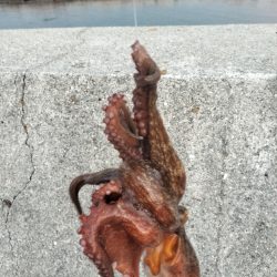 オクトパッシング