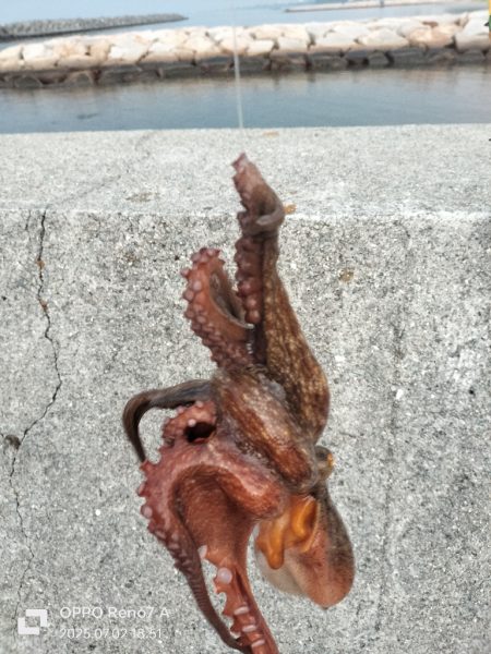 オクトパッシング