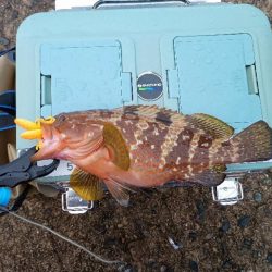 ハードロック X鱗づけ