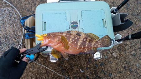 ハードロック X鱗づけ