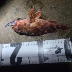 イノシシ&毒性植物。アコウは釣れた