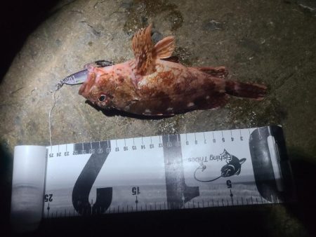 イノシシ&毒性植物。アコウは釣れた