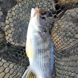 しごおわチニング