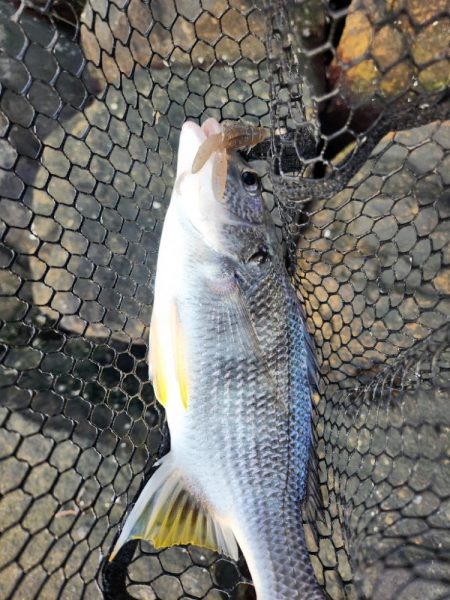 しごおわチニング