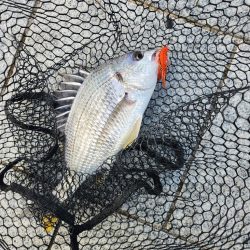 フリリグ&ミノーチニング