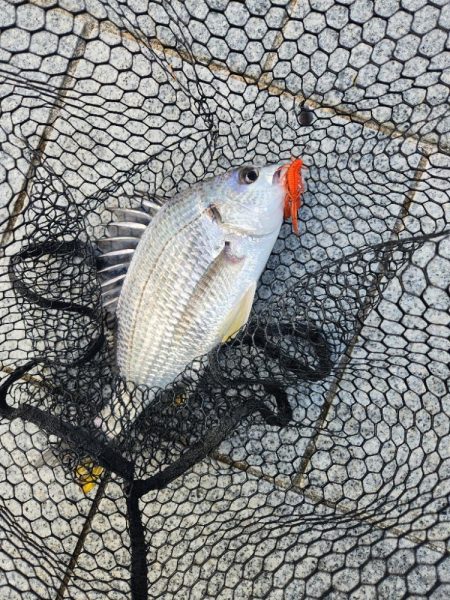 フリリグ&ミノーチニング