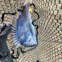 炎天下チニング