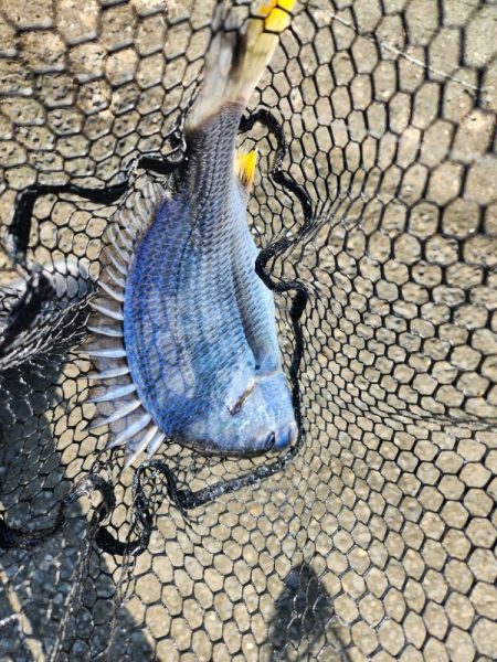 炎天下チニング