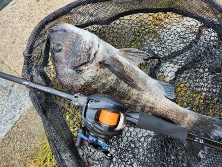 雨の中チニング