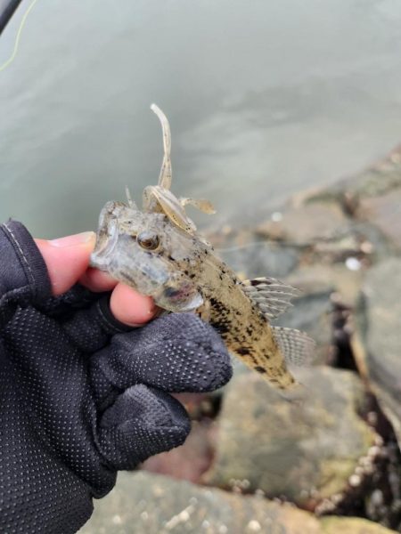 しごおわチニング