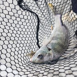 広島市内河川！クロスウェイクチニング