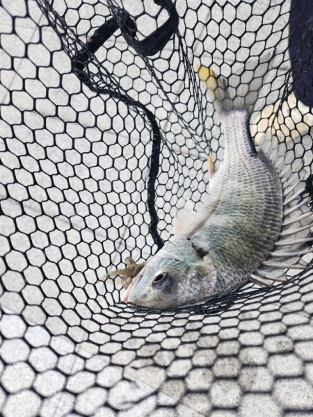 広島市内河川！クロスウェイクチニング