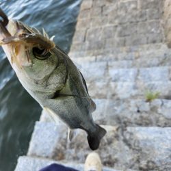 広島市内チニング👍