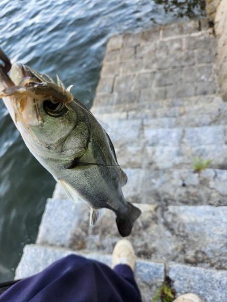 広島市内チニング👍