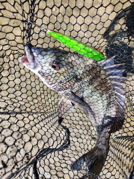 広島河川クロスウェイクチニング