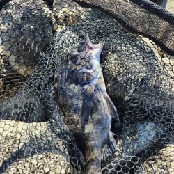 広島市内チニング