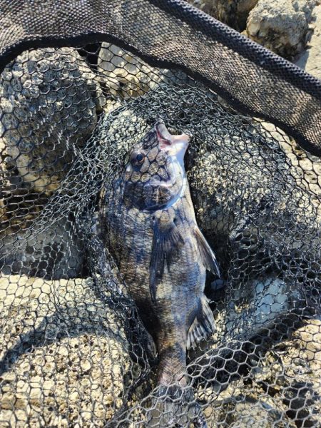 広島市内チニング