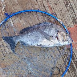 久し振りのチヌ釣り