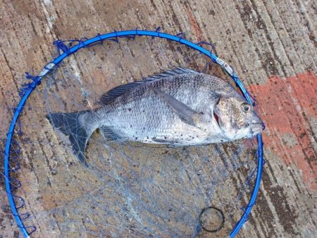 久し振りのチヌ釣り