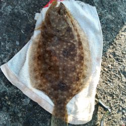 キス泳がせ釣り