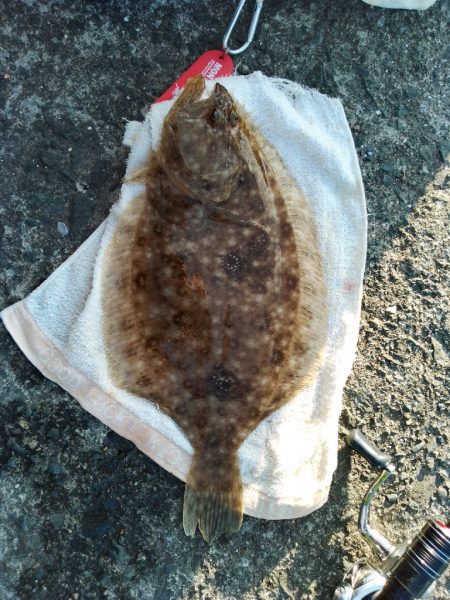 キス泳がせ釣り