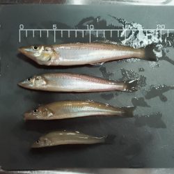 キスとマゴチ調査釣行