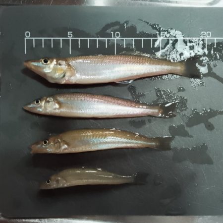 キスとマゴチ調査釣行