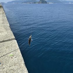 小浦一文字で小物六目釣り…