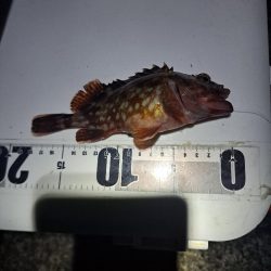 真夜中の穴子釣り