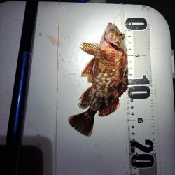 どハマり穴子釣り