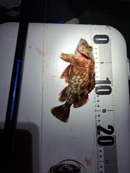 どハマり穴子釣り