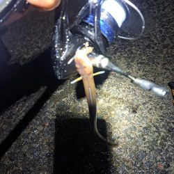 アナゴを求めて