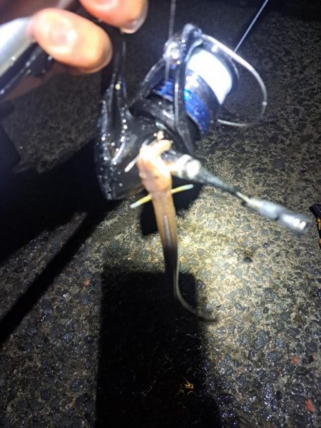 アナゴを求めて