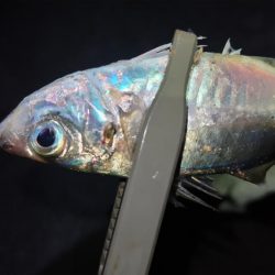 淡路島アジング