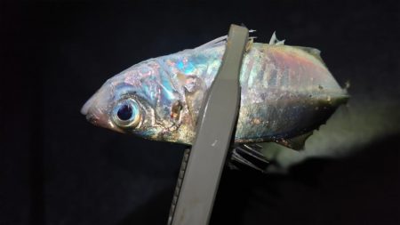 淡路島アジング