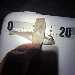 アナゴ狙いで五目達成