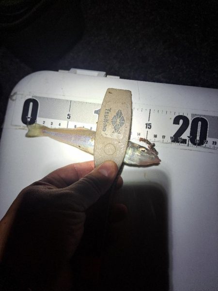 アナゴ狙いで五目達成