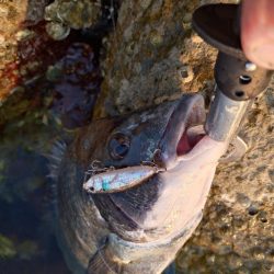 夕マズメチヌトップ