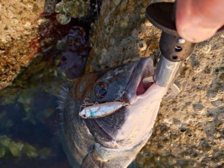 夕マズメチヌトップ